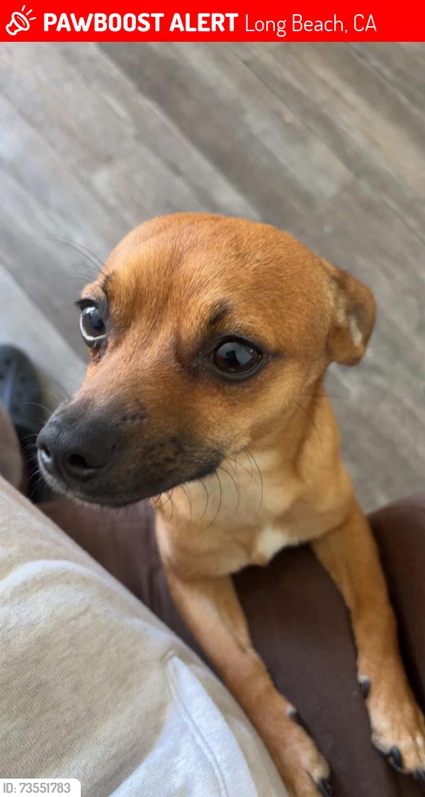 Lost Male Dog last seen Warren and orange, Long Beach, CA 90813