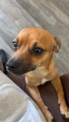 Lost Male Dog last seen Warren and orange, Long Beach, CA 90813