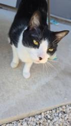 Reunited Male Cat last seen Near Azalea Dr, Temple, TX 76502, USA, Temple, TX 76502