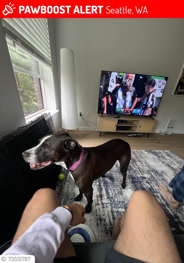 Lost Male Dog last seen Mercer ave, Seattle, WA 98109