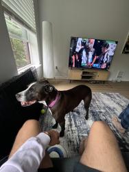 Lost Male Dog last seen Mercer ave, Seattle, WA 98109