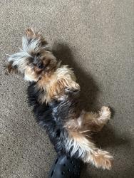 Lost Male Dog last seen Ridge ave, Allentown, PA 18102