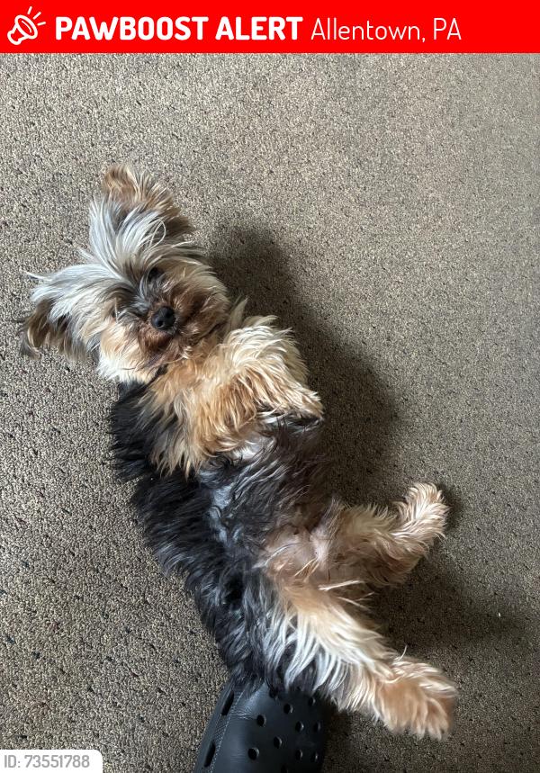 Lost Male Dog last seen Ridge ave, Allentown, PA 18102