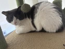 Lost Male Cat last seen Montclair drive, Henderson, NV 89074