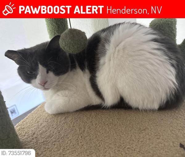 Lost Male Cat last seen Montclair drive, Henderson, NV 89074