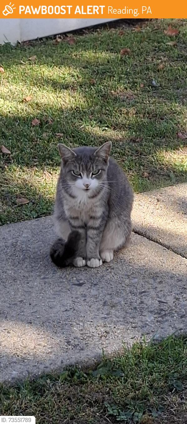 Found/Stray Unknown Cat last seen Grace, Reading, PA 19611