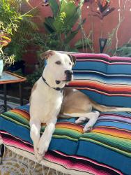Found/Stray Male Dog last seen Palmdale shelter, Palmdale, CA 93350