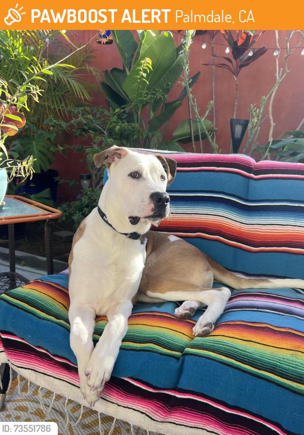 Found/Stray Male Dog last seen Palmdale shelter, Palmdale, CA 93350