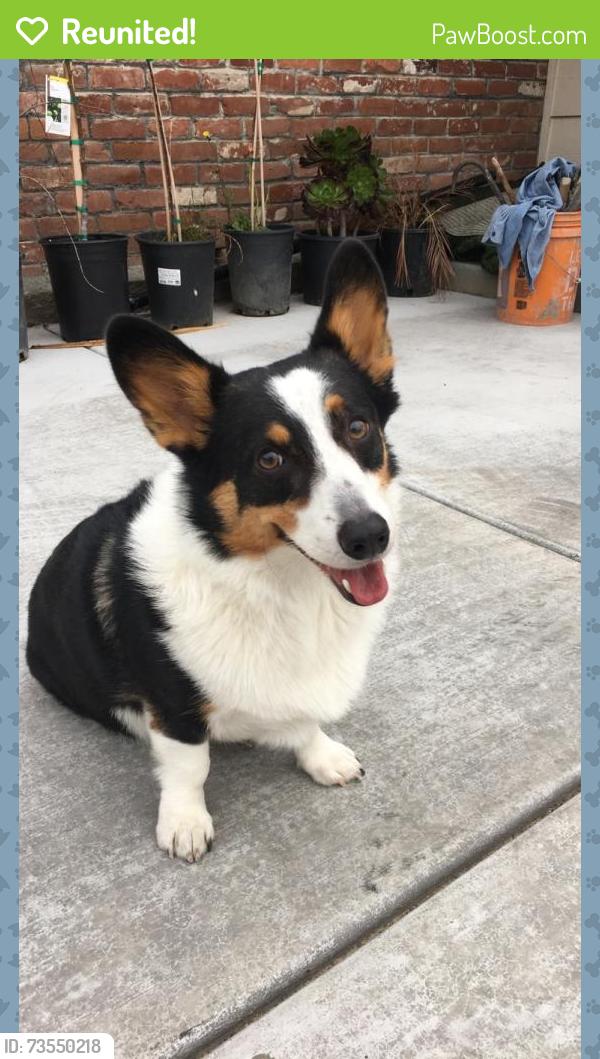 Reunited Male Dog last seen Near Reese Rd, Sacramento, CA 95828, USA, Sacramento, CA 95828