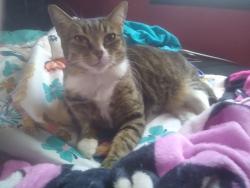 Reunited Female Cat last seen 2nd place NW center point al 35215, Center Point, AL 35215