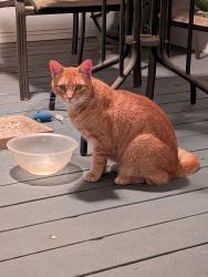 Reunited Male Cat last seen Acorn Drive area, New Bern, NC 28562