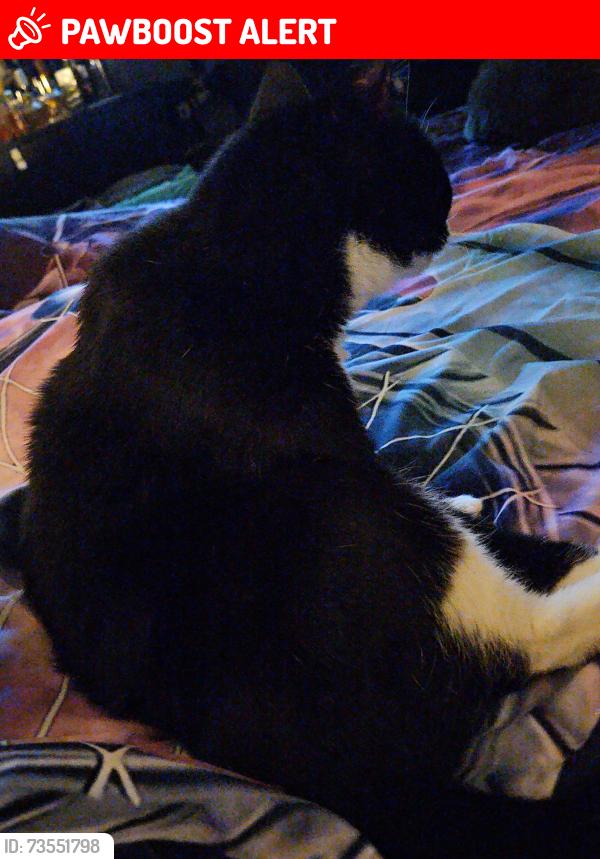 Lost Female Cat last seen Waynel ct SE, Fort Walton Beach, FL 32548