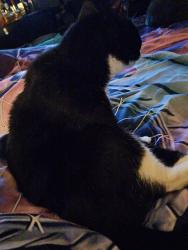 Lost Female Cat last seen Waynel ct SE, Fort Walton Beach, FL 32548