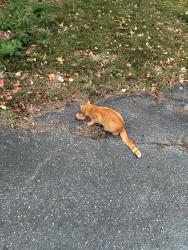 Found/Stray Unknown Cat last seen Near Annry Drive, Summerfield, NC 27358