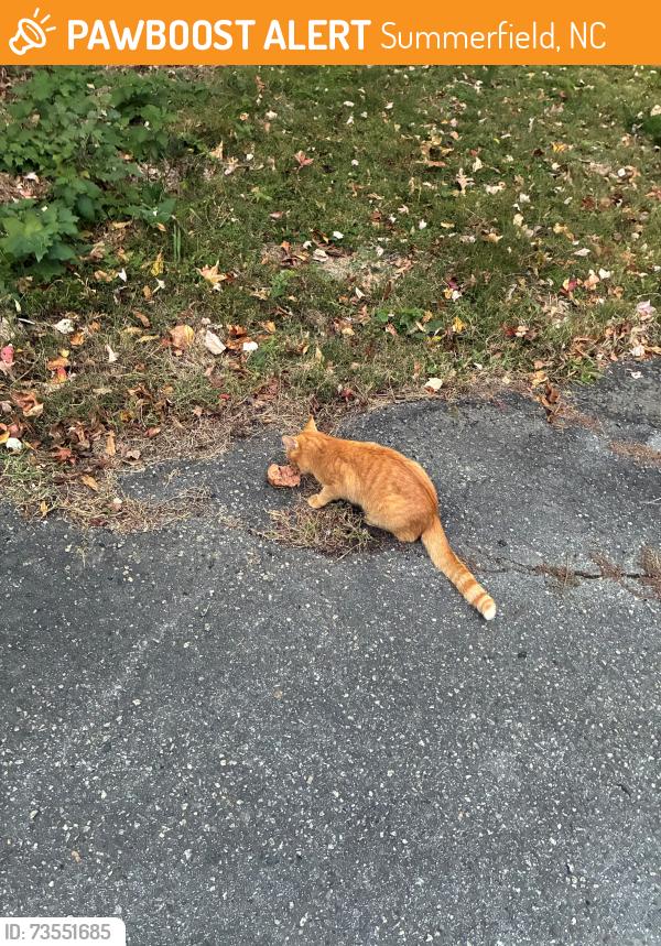 Found/Stray Unknown Cat last seen Near Annry Drive, Summerfield, NC 27358