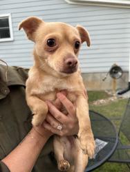 Found/Stray Male Dog last seen S bloodworth st, Raleigh, NC 27601