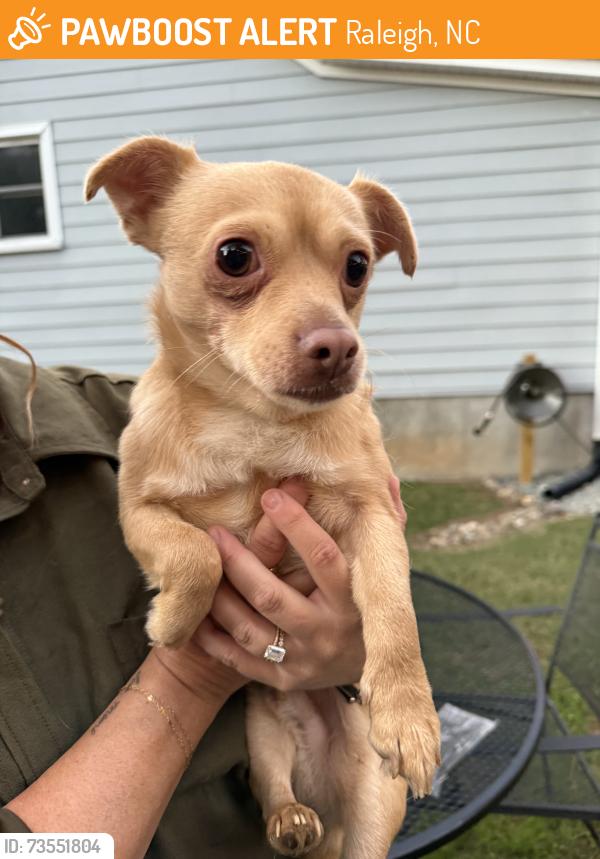 Found/Stray Male Dog last seen S bloodworth st, Raleigh, NC 27601