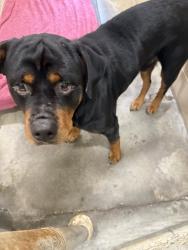 Shelter Stray Male Dog last seen Near WaterOak Drive, Berkeley County, SC, 2455 Remount Rd, North Charleston, SC 29406, USA