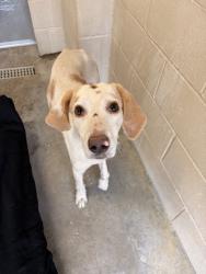 Shelter Stray Male Dog last seen Near Rhea Acres Trail, Berkeley County, SC, 2455 Remount Rd, North Charleston, SC 29406, USA
