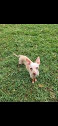 Reunited Male Dog last seen Near highpoint, Prosper, TX 75078