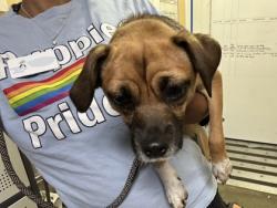 Shelter Stray Female Dog last seen Near NW Market ST, Seattle, WA, 2061 15th Ave W, Seattle, WA 98119, USA