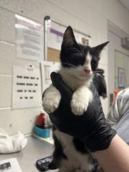 Shelter Stray Male Cat last seen Robert C Jackson Dr, Blount County, TN, 3201 Division St, Knoxville, TN 37919, USA