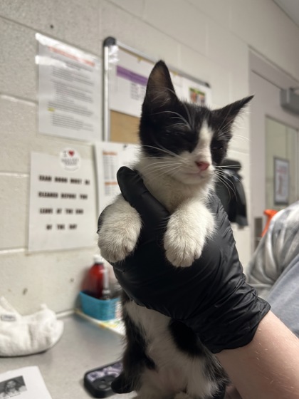 Shelter Stray Male Cat last seen Robert C Jackson Dr, Blount County, TN, 3201 Division St, Knoxville, TN 37919, USA