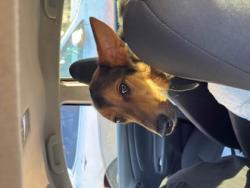 Shelter Stray Male Dog last seen Near S Indian Creek Drive, Stone Mtn, GA, 30083, 30083, GA, 3280 Chamblee Dunwoody Rd, Chamblee, GA 30341, USA