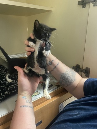 Shelter Stray Female Cat last seen Near Northeast Expy Atlanta, 30345, 30345, GA, 3280 Chamblee Dunwoody Rd, Chamblee, GA 30341, USA