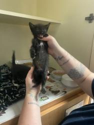 Shelter Stray Female Cat last seen Near Northeast Expy Atlanta, 30345, 30345, GA, 3280 Chamblee Dunwoody Rd, Chamblee, GA 30341, USA