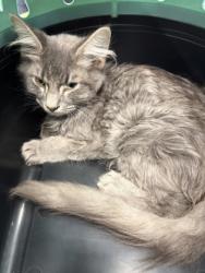 Shelter Stray Female Cat last seen Near Bakers Ferry RD, Atlanta, GA, 1251 Fulton Industrial Blvd NW, Atlanta, GA 30336, USA