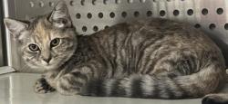 Shelter Stray Unknown Cat last seen Gibson Dr and Roseville Pkwy, Roseville City, CA, 200 Tahoe Ave, Roseville, CA 95678, USA