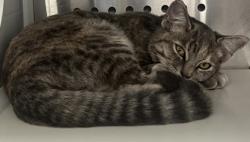Shelter Stray Female Cat last seen Gibson Dr and Roseville Pkwy, Roseville City, CA, 200 Tahoe Ave, Roseville, CA 95678, USA