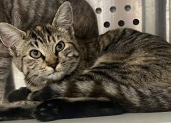 Shelter Stray Unknown Cat last seen Gibson Dr and Roseville Pkwy, Roseville City, CA, 200 Tahoe Ave, Roseville, CA 95678, USA