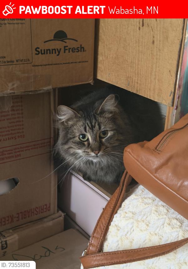 Lost Male Cat last seen 8th & Milligan, Wabasha, MN 55981