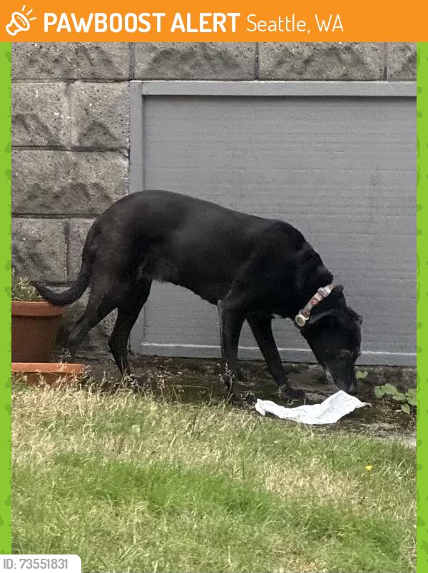 Found/Stray Unknown Dog last seen 17th E and Roy St, Seattle, WA 98112