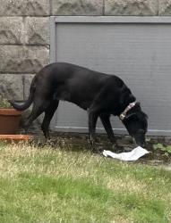 Found/Stray Unknown Dog last seen 17th E and Roy St, Seattle, WA 98112