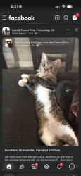 Lost Female Cat last seen Calgary st, Wyoming, MI 49519