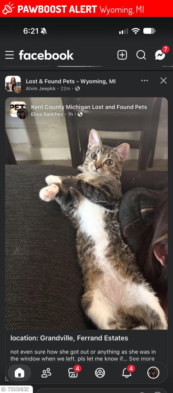 Lost Female Cat last seen Calgary st, Wyoming, MI 49519