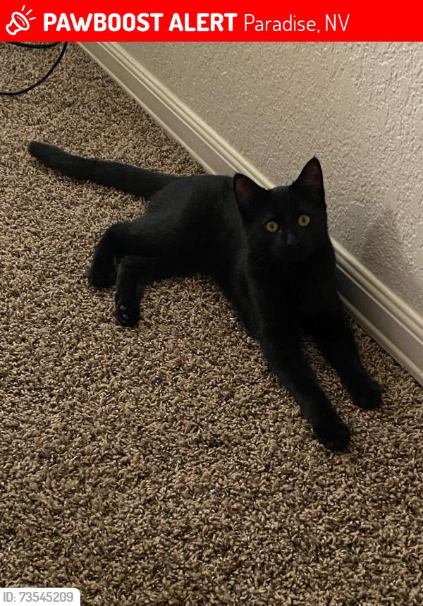 Lost Female Cat last seen Microchipped female lost on Mcleary, Paradise, NV 89120