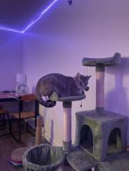 Lost Male Cat last seen Jonquil street nw coon rapids, Coon Rapids, MN 55433
