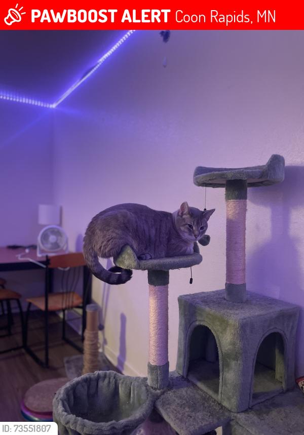 Lost Male Cat last seen Jonquil street nw coon rapids, Coon Rapids, MN 55433