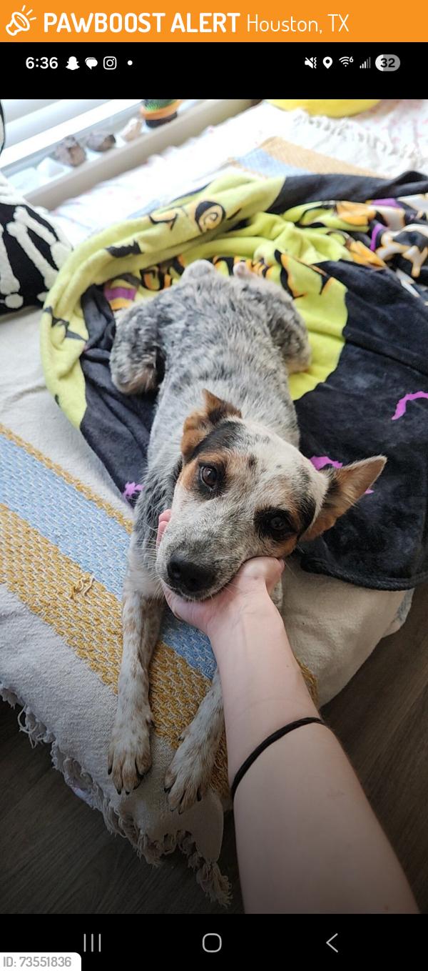 Found/Stray Female Dog last seen Star Pizza on Washington Ave, Houston, TX 77007