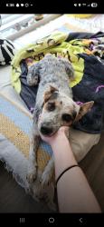 Found/Stray Female Dog last seen Star Pizza on Washington Ave, Houston, TX 77007