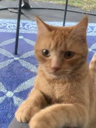 Found/Stray Unknown Cat last seen Heather Downs & Jack rd, Johnston County, NC 27520