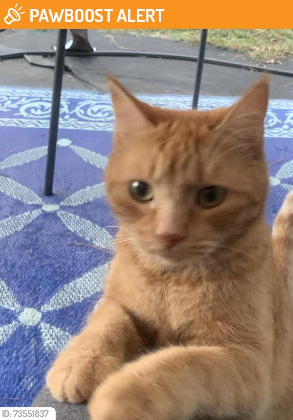 Found/Stray Unknown Cat last seen Heather Downs & Jack rd, Johnston County, NC 27520