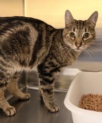 Shelter Stray Female Cat last seen Near S Mount Vernon, SPOKANE, WA, 99223, 6815 E Trent Ave, Spokane, WA 99212, USA