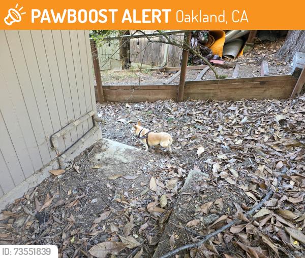 Found/Stray Unknown Dog last seen Near Sayre Drive, 94611, Oakland, CA 94611