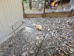 Found/Stray Unknown Dog last seen Near Sayre Drive, 94611, Oakland, CA 94611