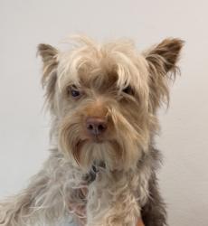 Shelter Stray Male Dog last seen Jkurtz Street, San Diego, CA, 92110, 5500 Gaines St, San Diego, CA 92110, USA